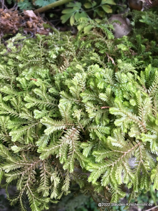 Selaginella kraussiana 'Aurea'