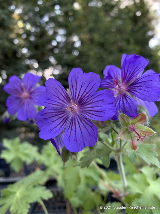 Geranium x magnificum 'Ernst Pagels'