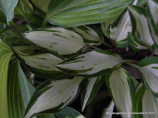 Hosta 'Lakeside Elfin Fire'
