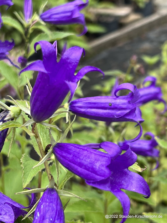 Campanula sibirica 'Royal Wedding' ®