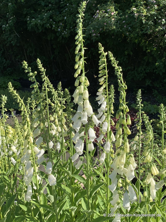Digitalis purpurea 'Snow Thimble'