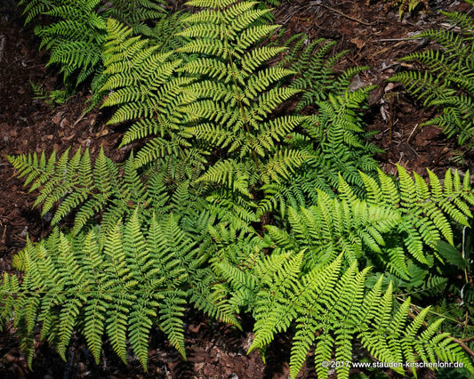 Dryopteris dilatata