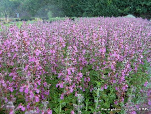 Teucrium x lucidrys  (T. chamaedrys hort.)