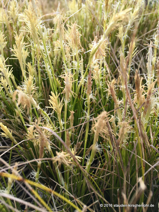 Carex alba