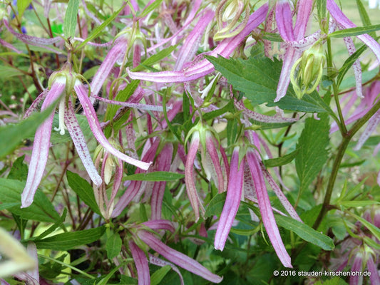 Campanula 'Pink Octopus' ®