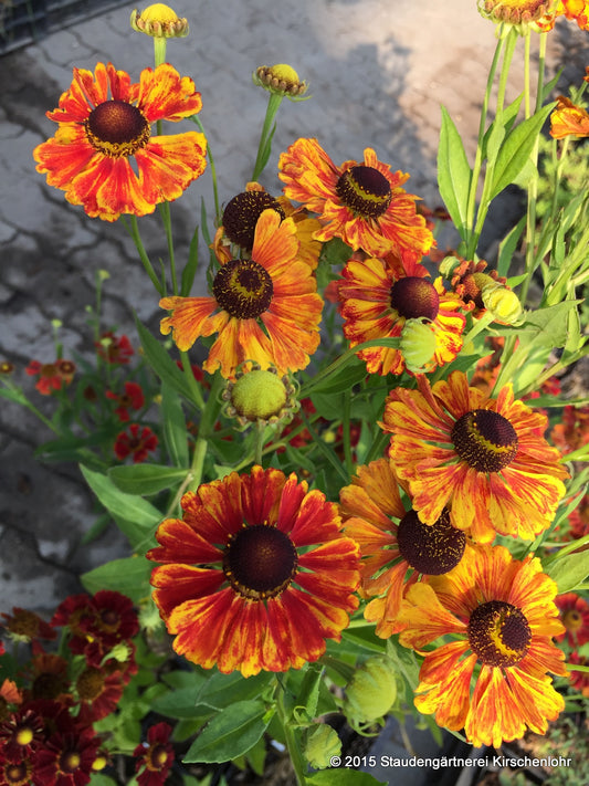 Helenium 'Flamenco'
