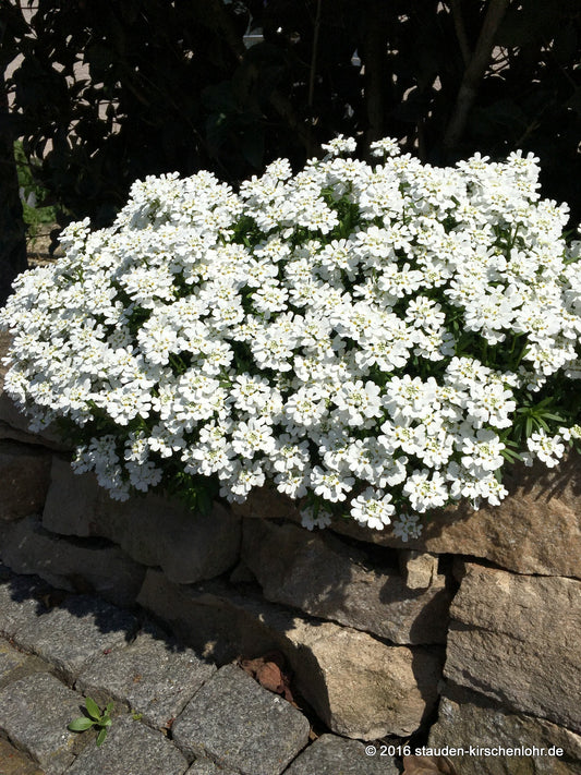 Iberis sempervirens 'Zwergschneeflocke'