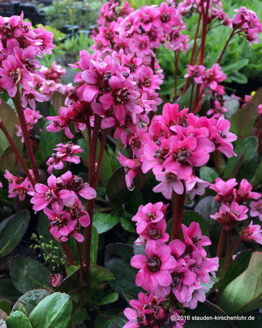 Bergenia 'Pink Dragonfly'