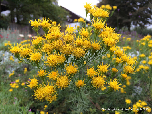 Galatella linosyris 'Star Dust' (Aster)