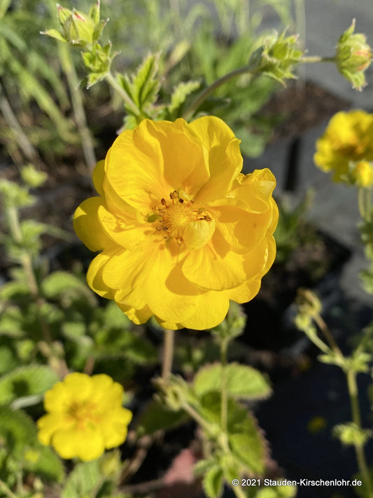 Potentilla 'Mont d' Or'