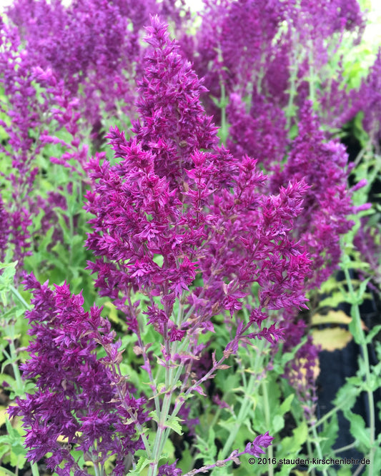 Salvia nemorosa 'Schwellenburg'