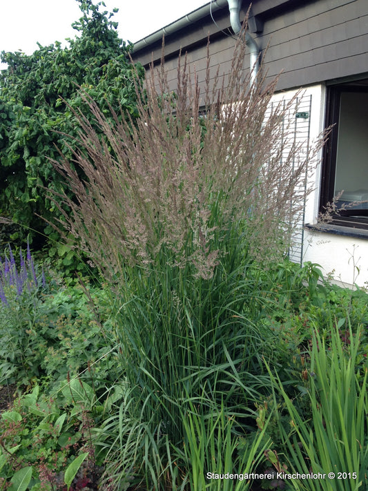 Calamagrostis x acutiflora 'Karl Foerster'