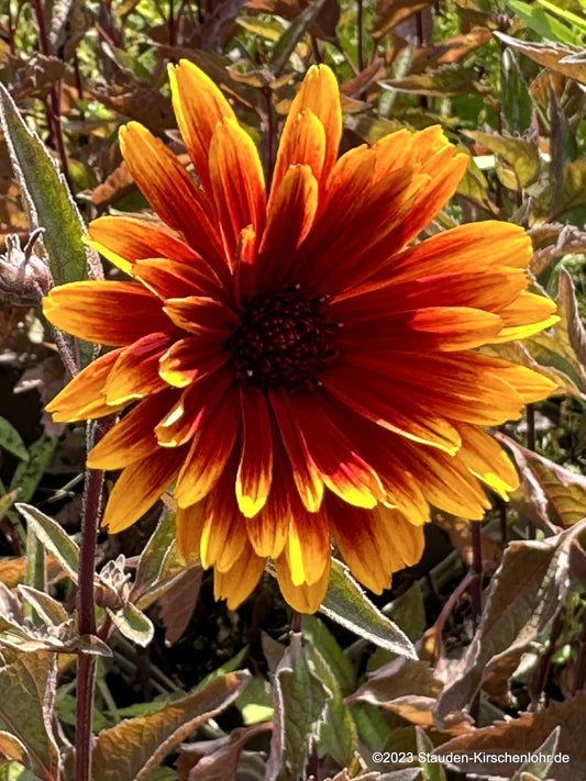 Heliopsis helianthoides 'Funky Spinner' ®