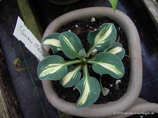 Hosta 'Snow Mouse' ®