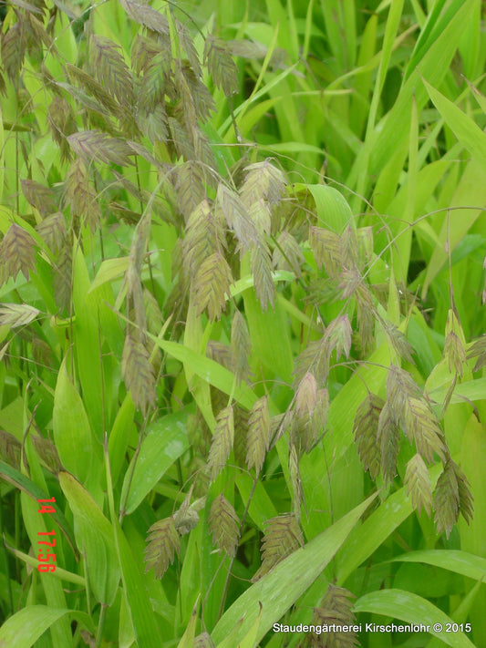 Chasmanthium latifolium