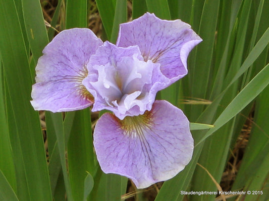 Iris sibirica 'Jugendtraum'  NIS