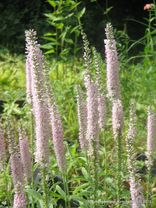 Veronica 'Fairytale' ®