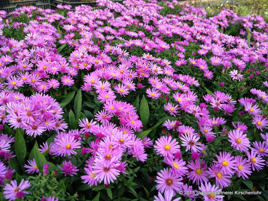 Symphyotrichum dumosum 'Rosenwichtel'