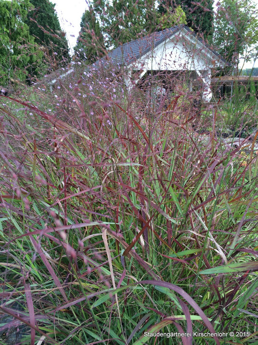 Panicum virgatum 'Kurt Bluemel'