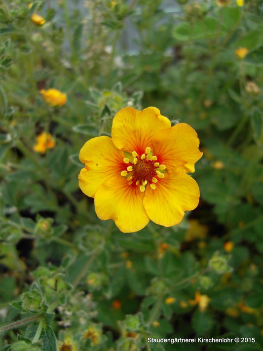 Potentilla 'Majland'