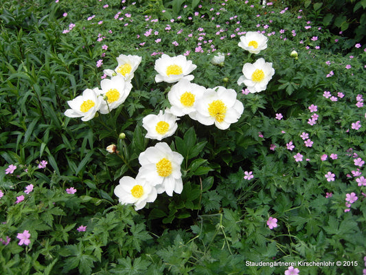 Paeonia 'Jan van Leeuwen'