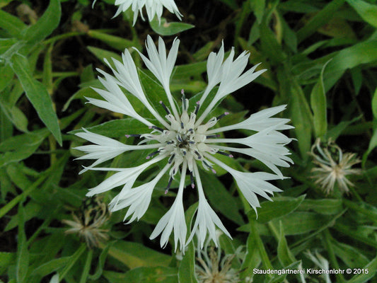 Centaurea montana 'Alba'