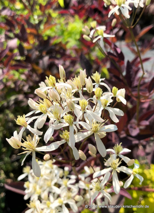Clematis recta 'Velvet Night'