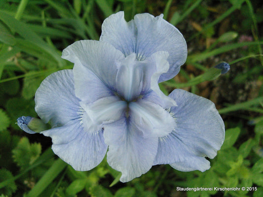 Iris sibirica 'Über den Wolken'