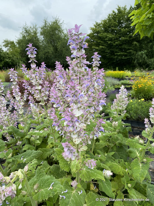 Salvia sclarea