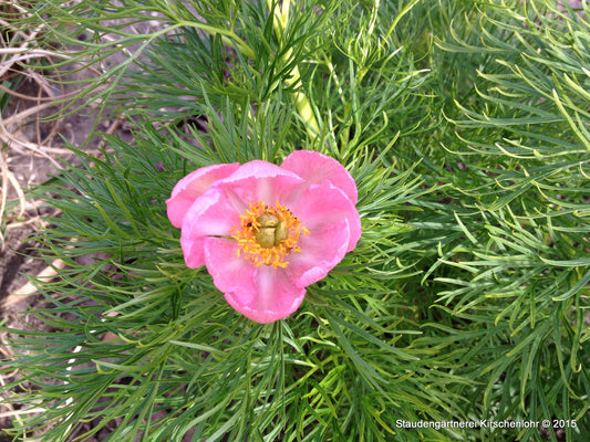 Paeonia tenuifolia 'Rosea'