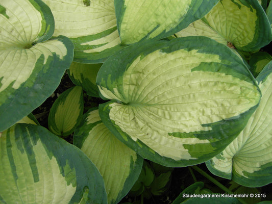 Hosta 'Eskimo Pie' ®