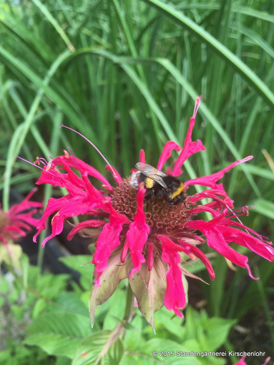 Monarda 'Mahogany'