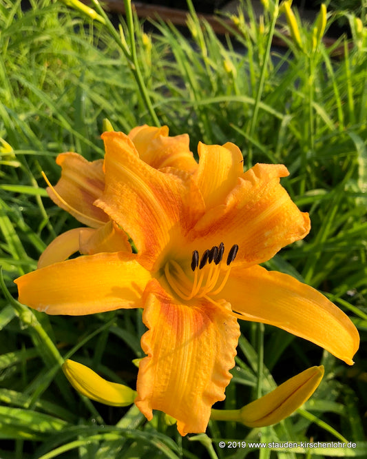 Hemerocallis 'Colonial Dame'