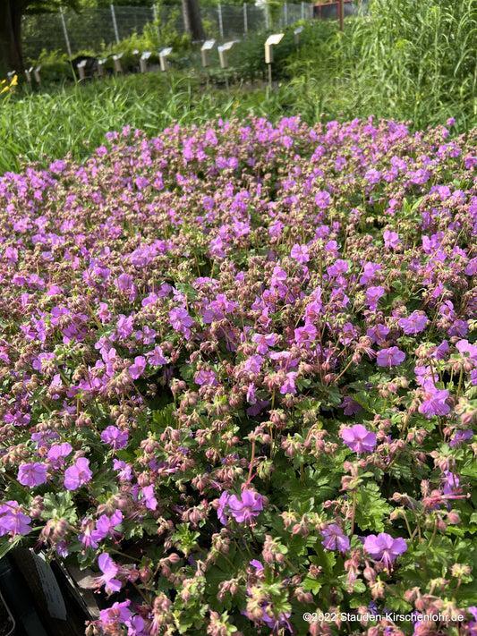 Geranium x cantabrigiense 'Karmina'