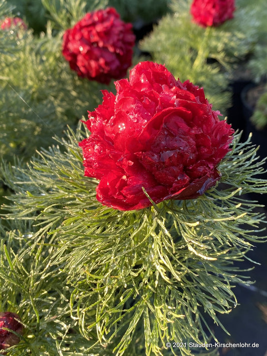 Paeonia tenuifolia 'Plena'