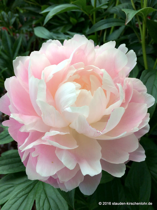 Paeonia 'Mrs. Franklin D. Roosevelt'