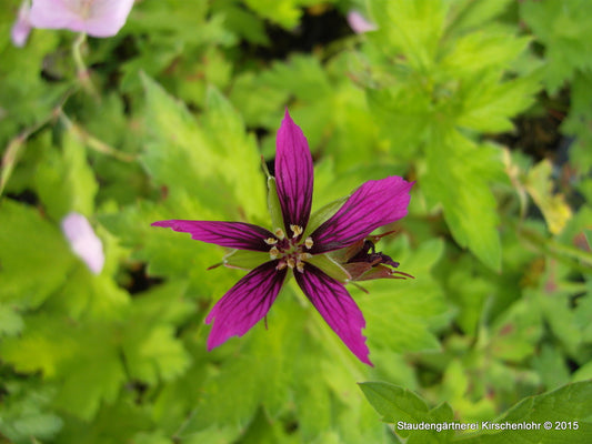 Geranium 'Catherine Deneuve' ®