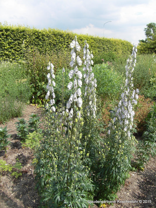 Aconitum napellus subsp. napellus 'Schneewittchen'