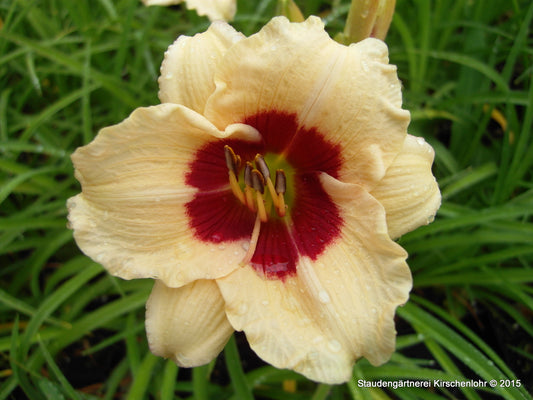 Hemerocallis 'Siloam Shocker'