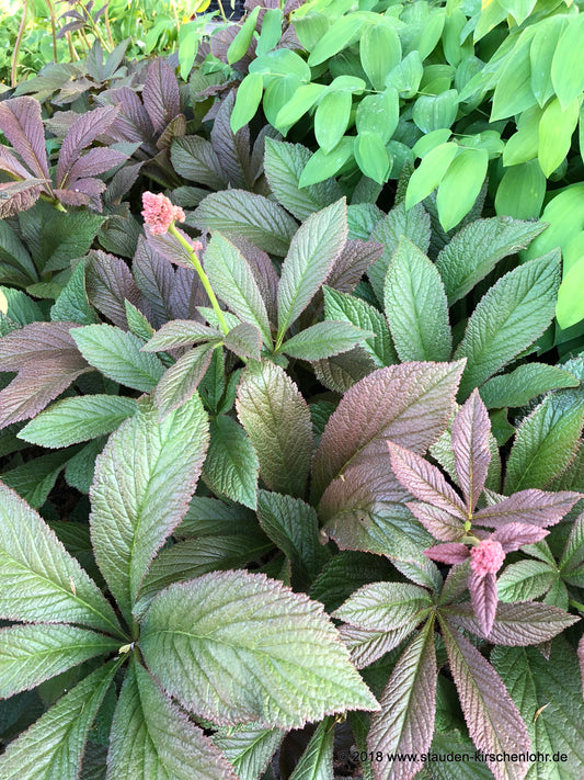 Rodgersia pinnata 'Bronze Peacock' ®