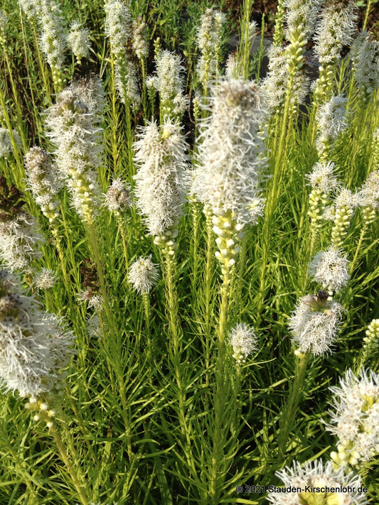 Liatris spicata 'Alba'