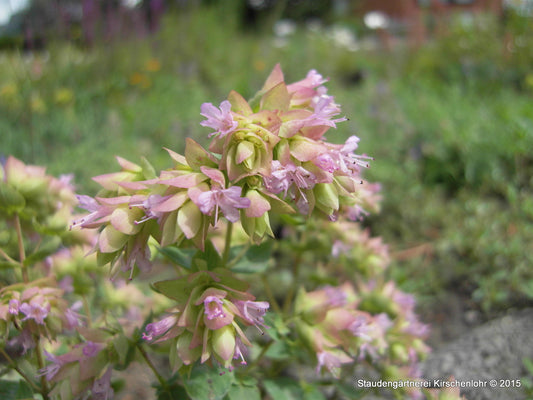 Origanum 'Hopleys'