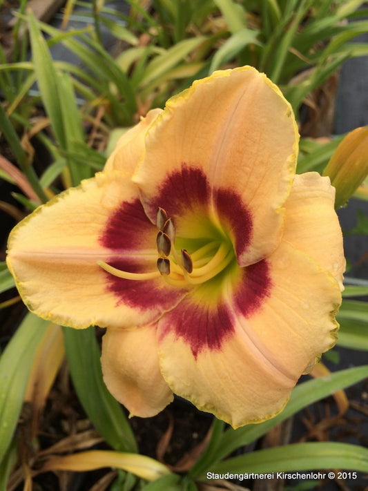 Hemerocallis 'Siloam Dream Baby'