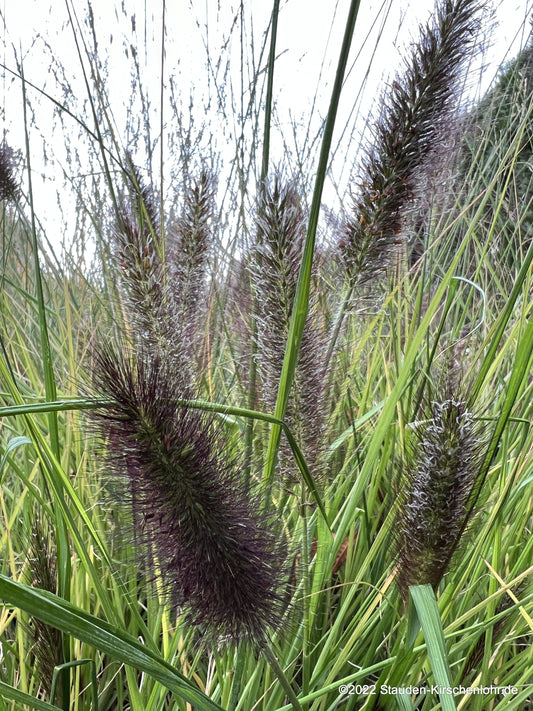 Cenchrus alopecuroides 'Kim's Nightmare'