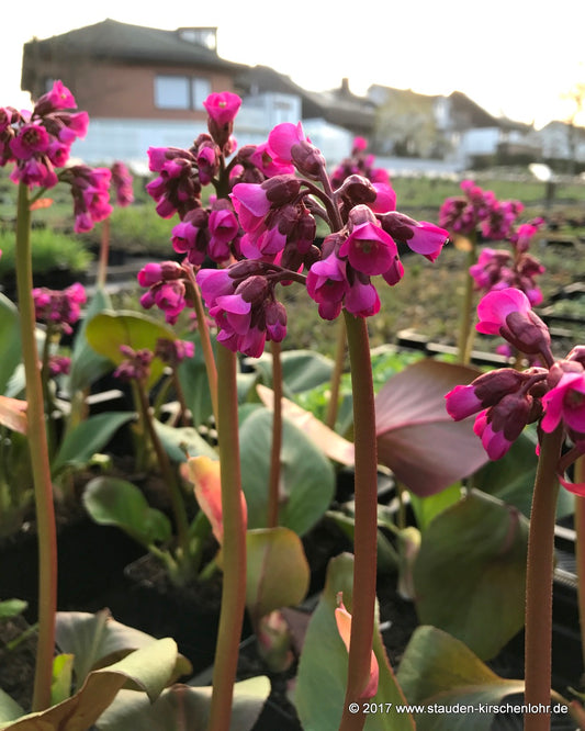 Bergenia 'Rote Schwester'