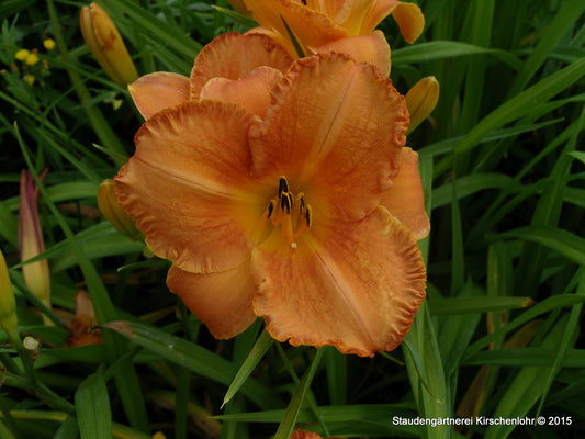 Hemerocallis 'Mauna Loa'