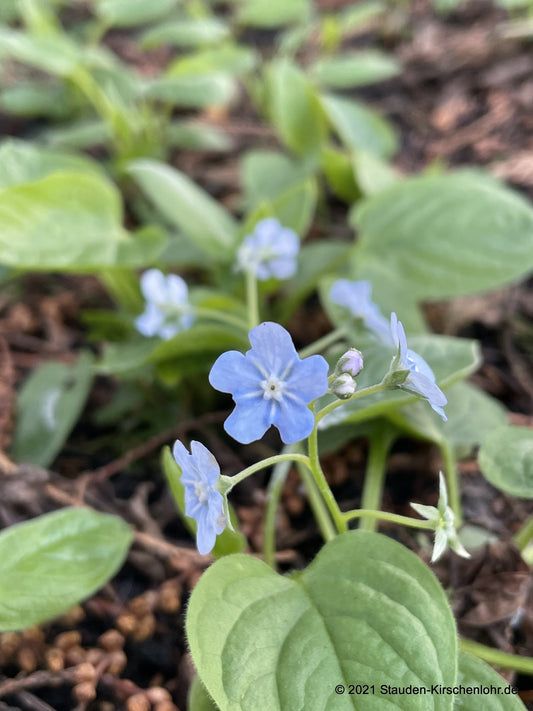 Omphalodes verna 'Elfenauge'