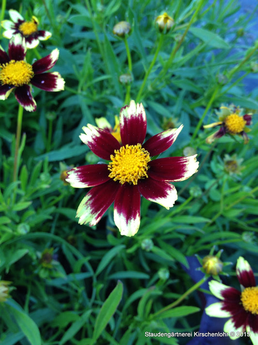 Coreopsis 'Cosmic Eye' ®