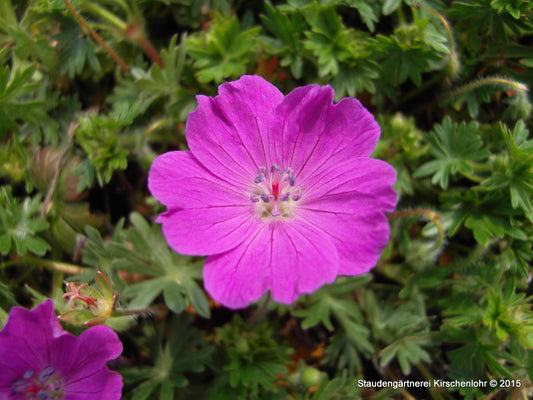 Geranium sanguineum 'Max Frei'