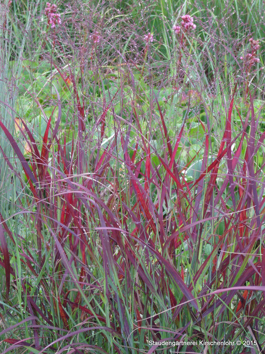 Panicum virgatum 'Shenandoah'